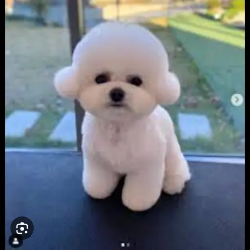 snowpongdang의 비숑
