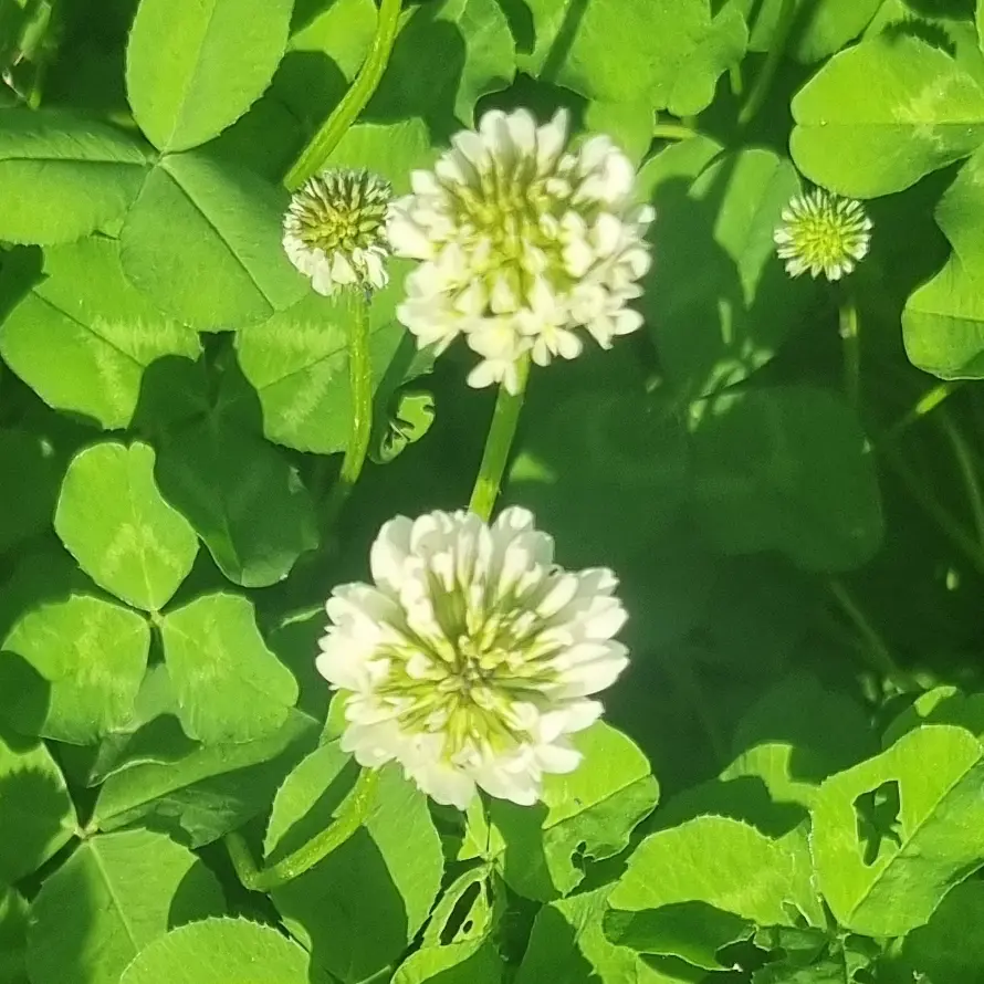 ArdentSnake6855의 지하아이돌인 당신의 팬인 아이돌 리레