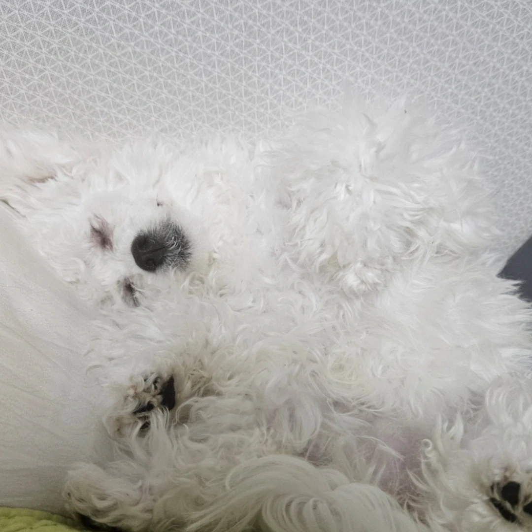 유지민
