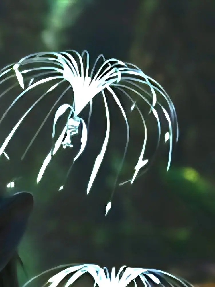 Neteiisarealrabbit의 Super healing avatar