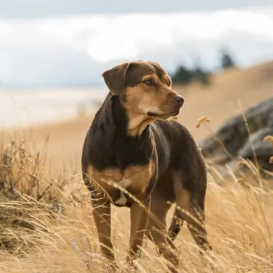 Profile image of Bella