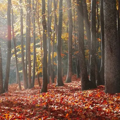 Profile image of 精霊達