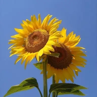 Profile image of sunflower.