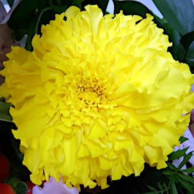 Profile image of アン