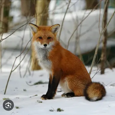 Profile image of 여우