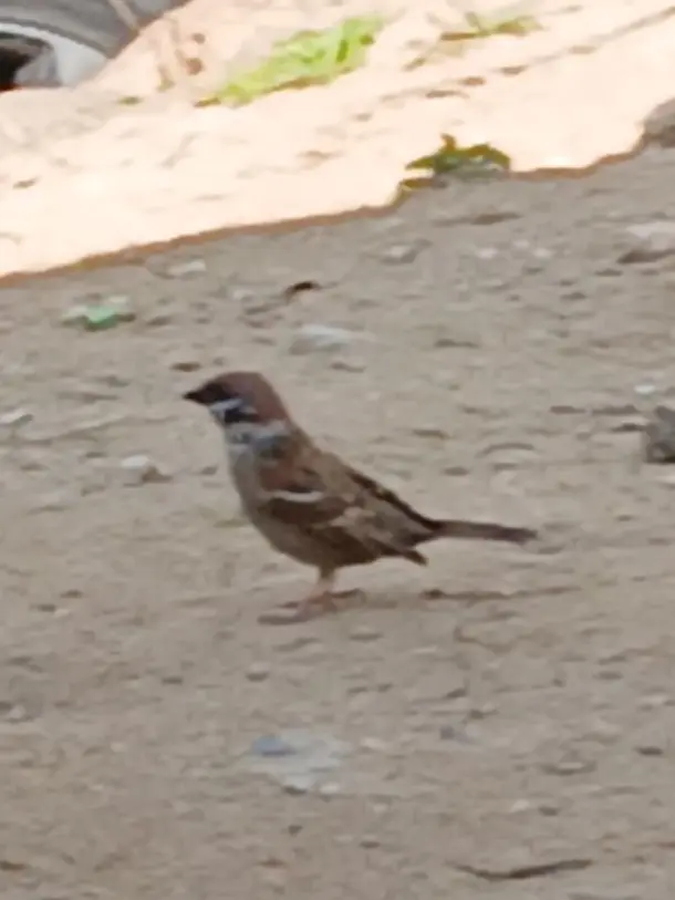 GreatBatch4541의 거짓 소문으로 당신을 무시하는 클리셰