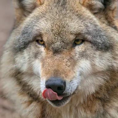 Profile image of 늑대