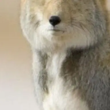 Profile image of 여우