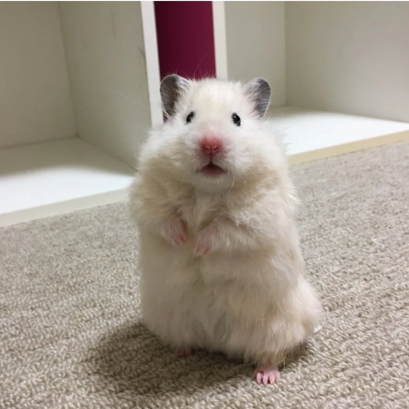 팀샐