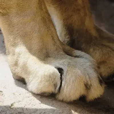 BumpyYarn5853의 Cyrus