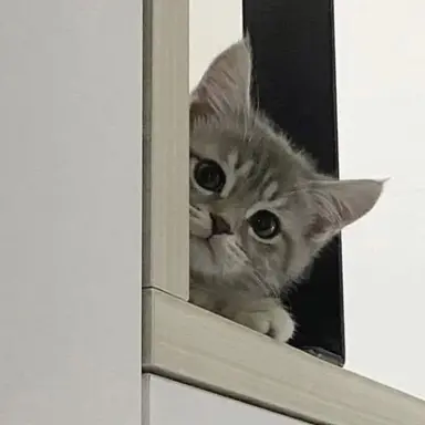 Profile image of 제로고 F9