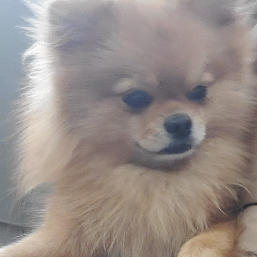 당신은 라더경사의 반려견입니다. 대표 이미지