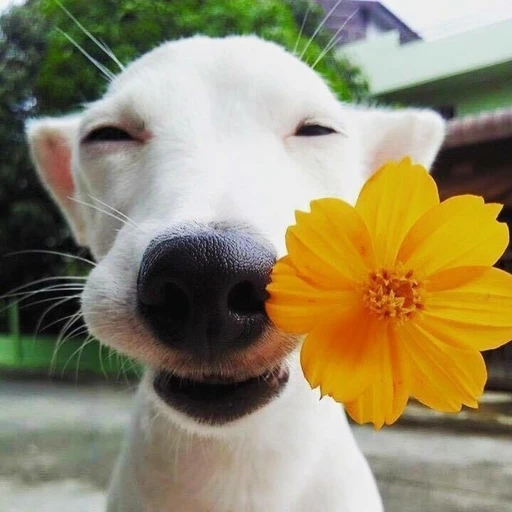 꽃개