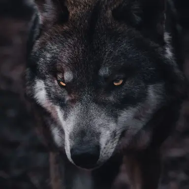 Profile image of 늑대