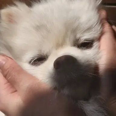 Profile image of 이정효