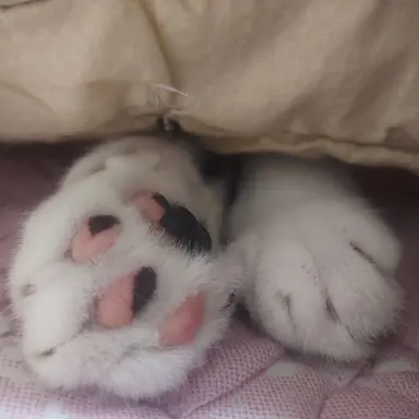 Profile image of 제로베이스원