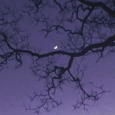 Profile image of 멜로우