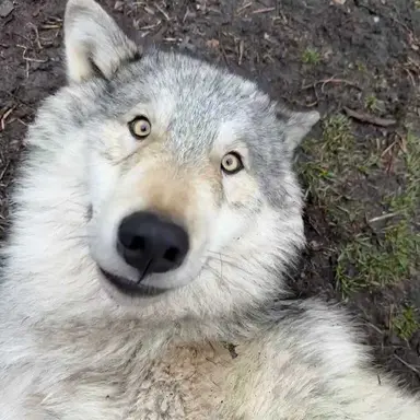 Profile image of Wolf