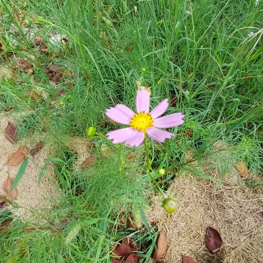 QuaintFranc9620의 뜰팁 뱀파이어