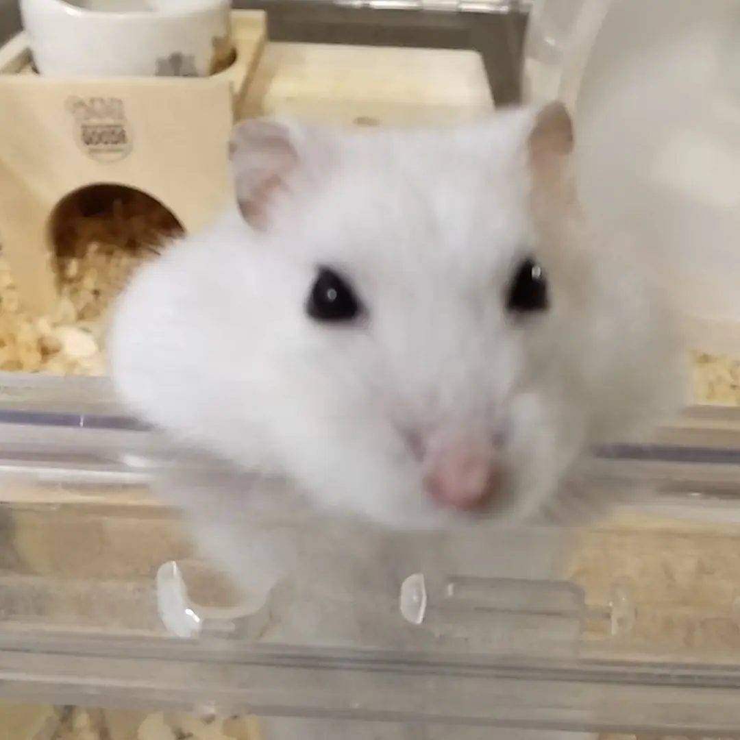 JoyfulSlab3987의 timeleszお兄ちゃん