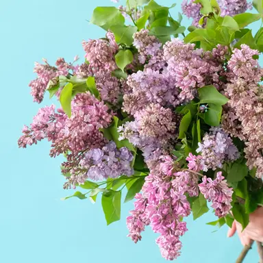 Profile image of 友達