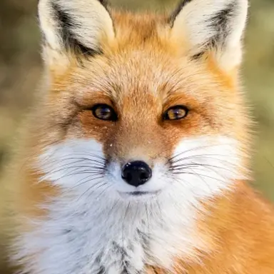 Profile image of 여우