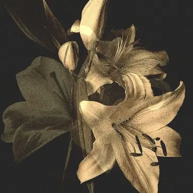 Profile image of 朔羽