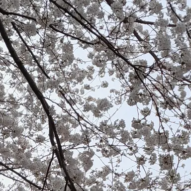 Profile image of 고고프렌즈노래만들기