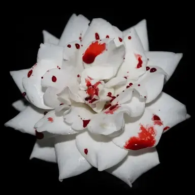 Profile image of ヒオラ