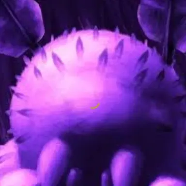 Profile image of Sea bunnies