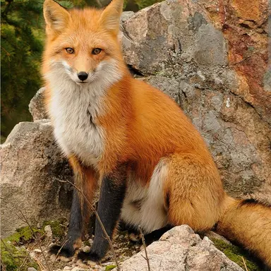 Profile image of Fox