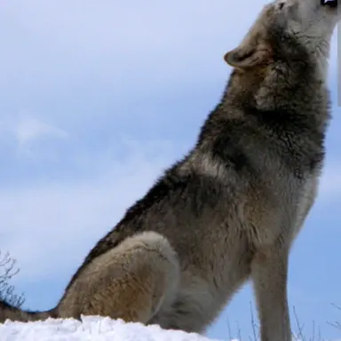 Profile image of Wolf