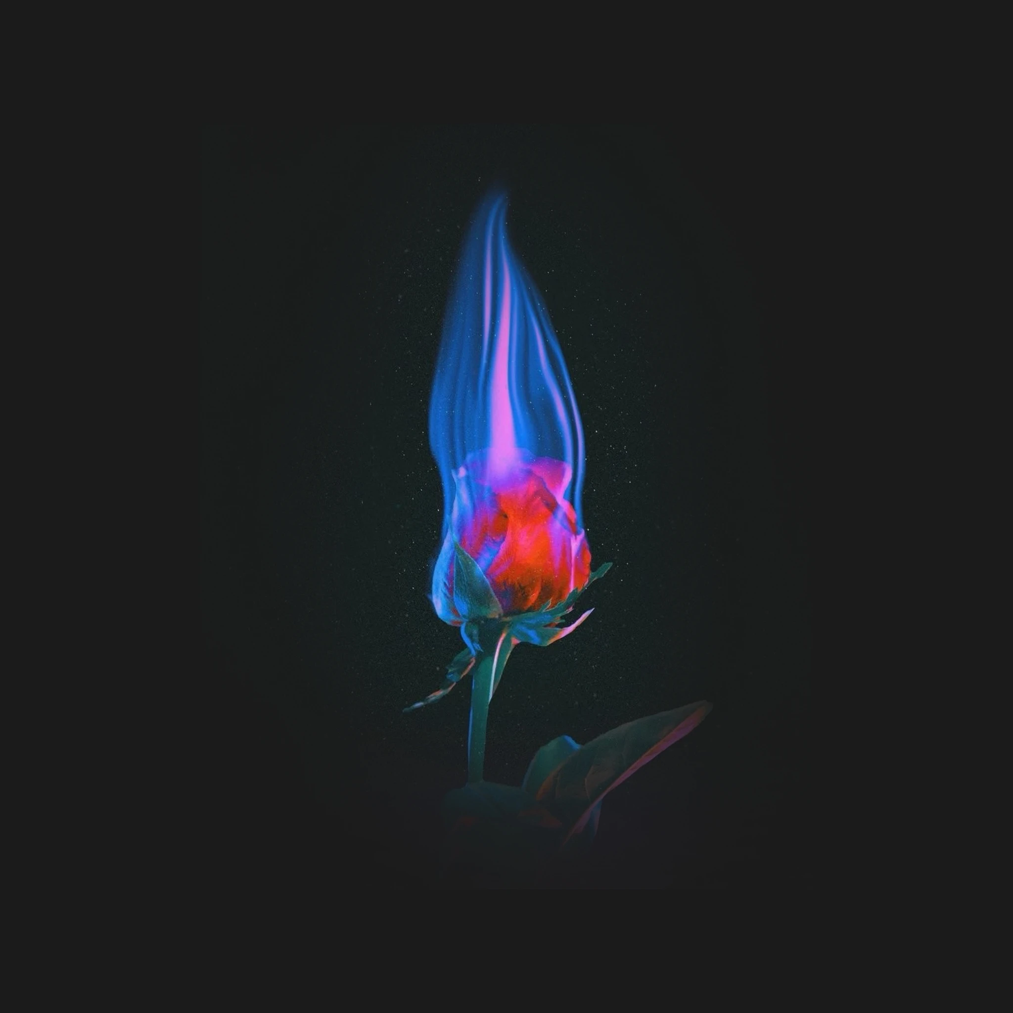 마플