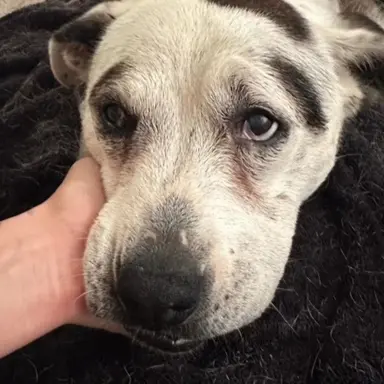 Profile image of Pepper