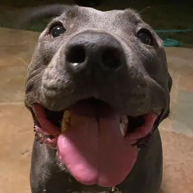 Profile image of Shark