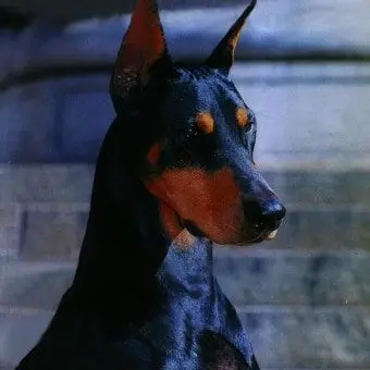 Profile image of 멕스