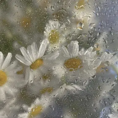 Profile image of ミンギュ