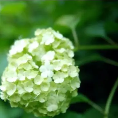 Profile image of 공룡
