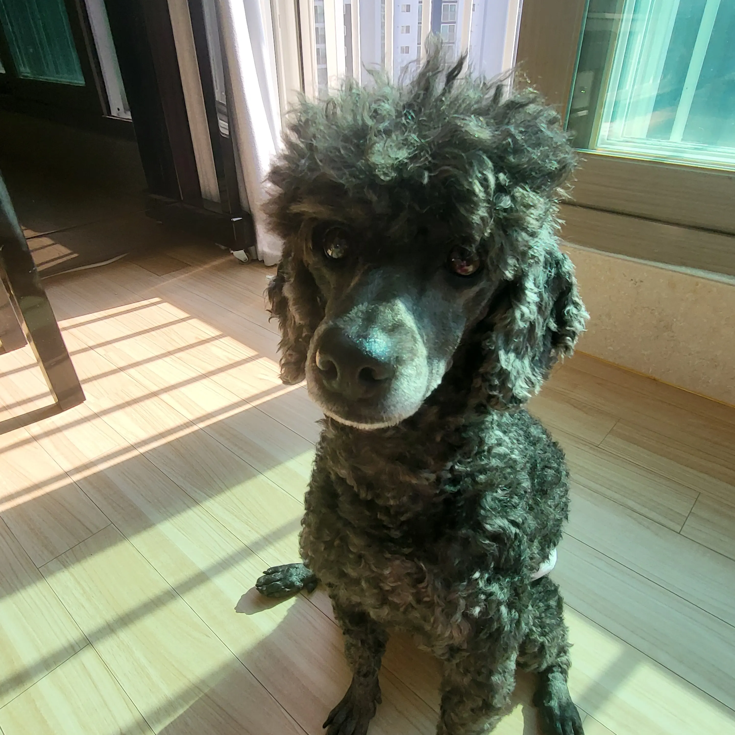 PlainEmoji9638의 #우리집강아지 #배변훈련안시켜서 #바닥에똥쌈.