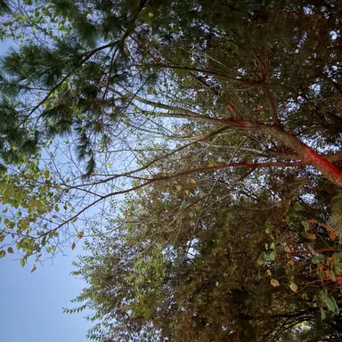 Profile image of 여우