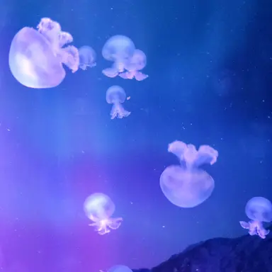 Profile image of 황수현