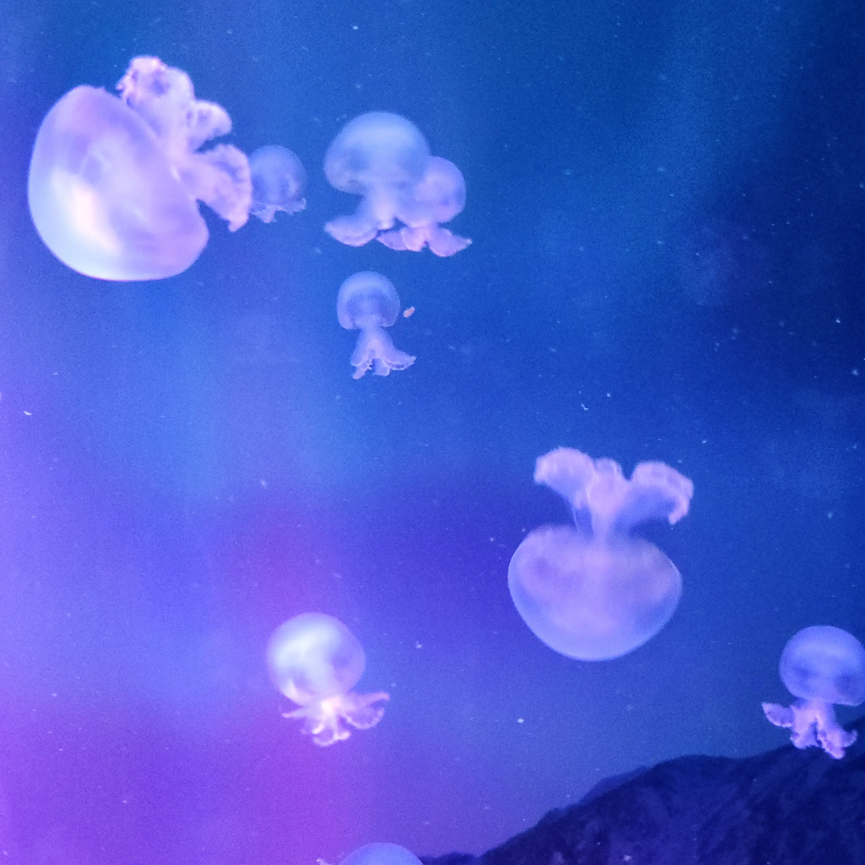 rurucoco12의 아이돌 황수현