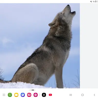 Profile image of 늑대