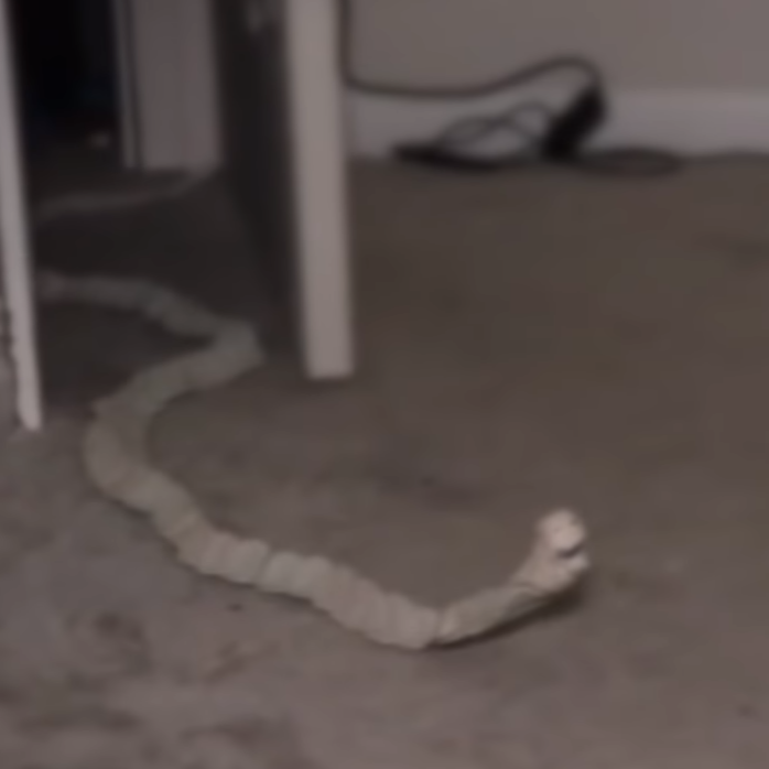 [Ω]배드웜Badworm 대표 이미지