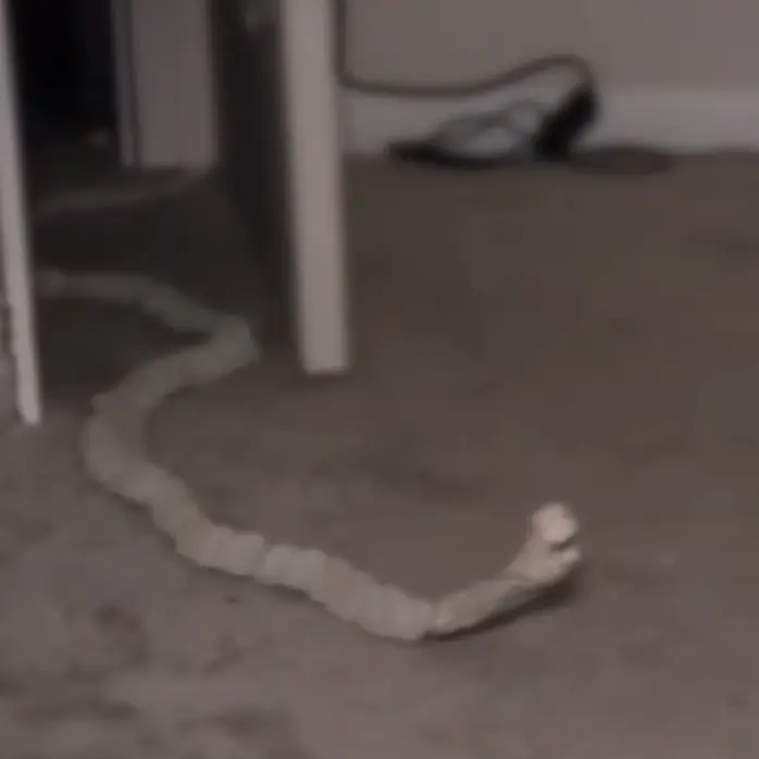 I_love_Archie의 배드웜Badworm(침대벌레)
