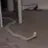 Badworm