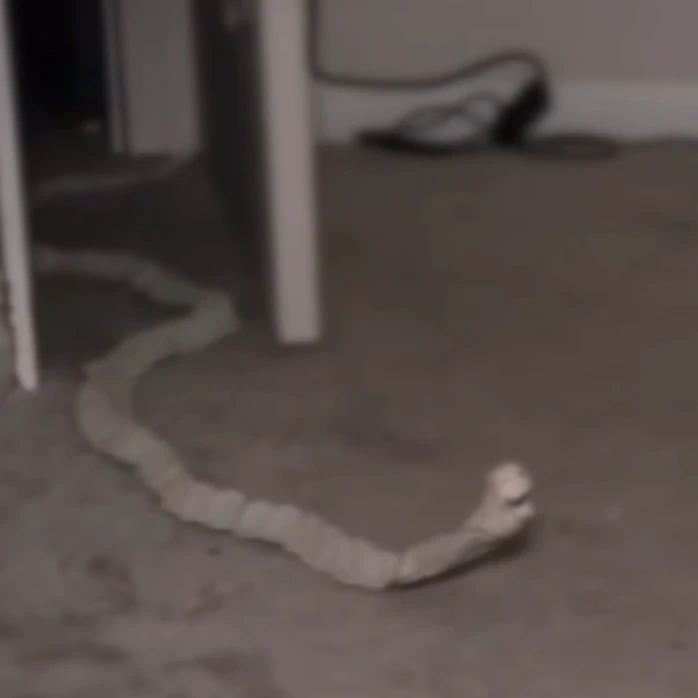 Badworm