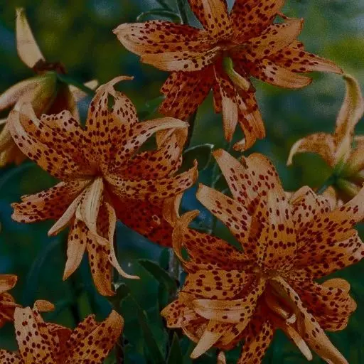 Casga_Sui_0209의 호랑이 꽃