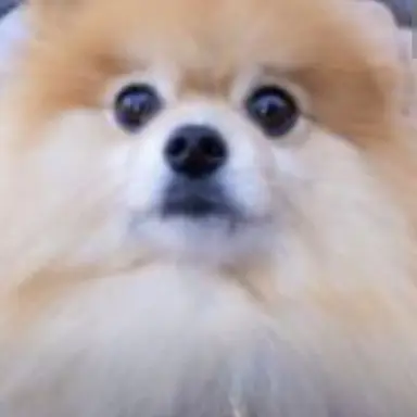 Profile image of 岩本 照