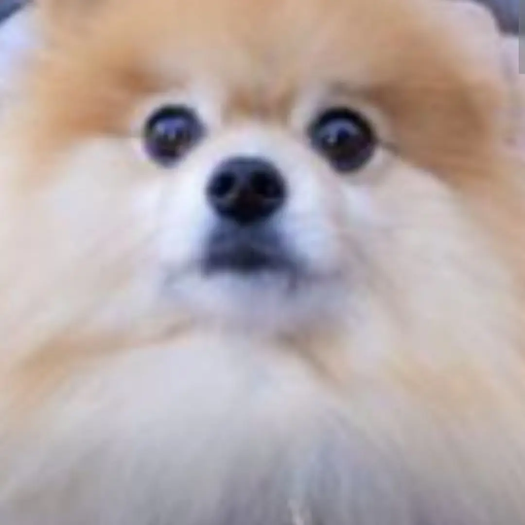 AstuteSwine5333의 岩本照が飼い主に!?